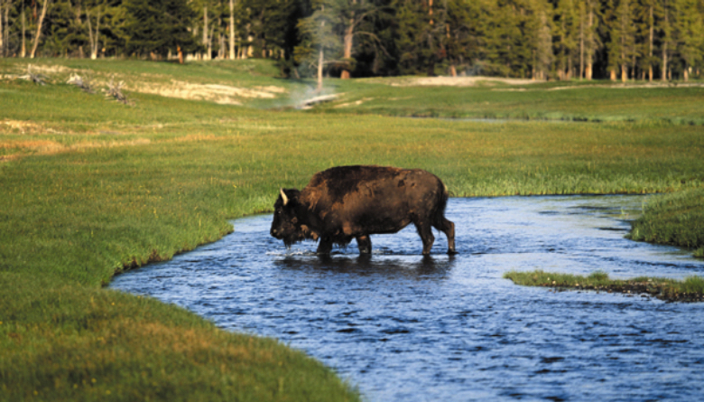 The American Buffalo