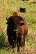 Buffalo