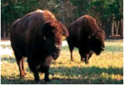 Two Buffalo