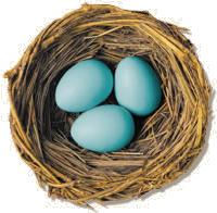 Birds nest with eggs