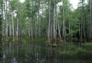 Cypress forest