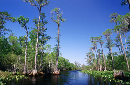 Cypress swamp